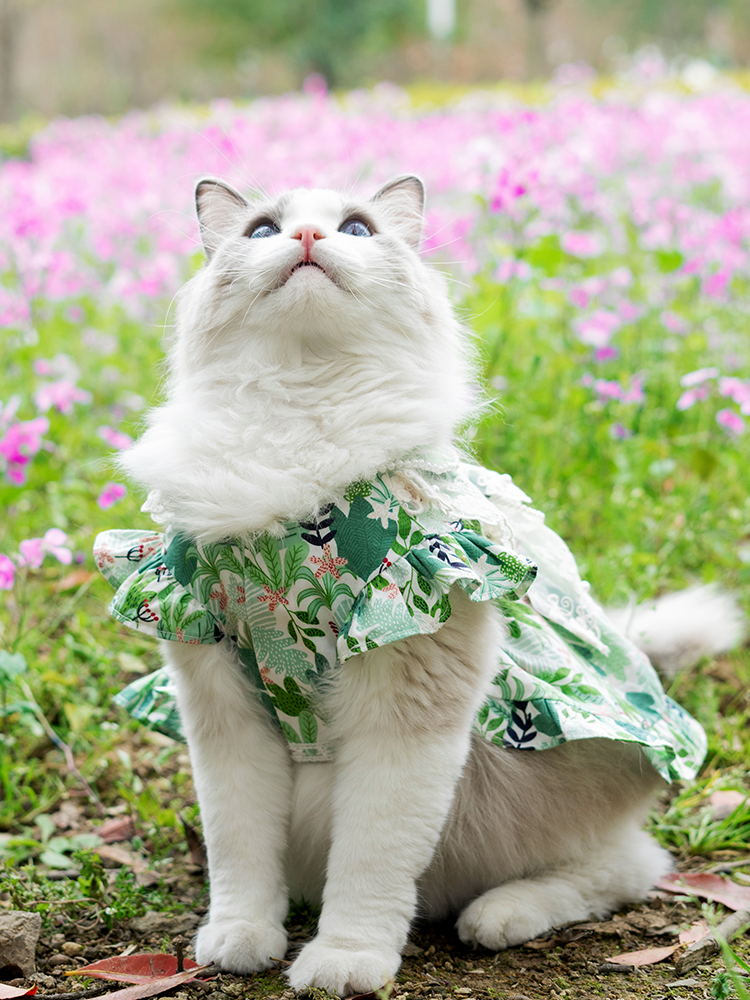 Lolita Lace Print Pearl decor Pet Dress
