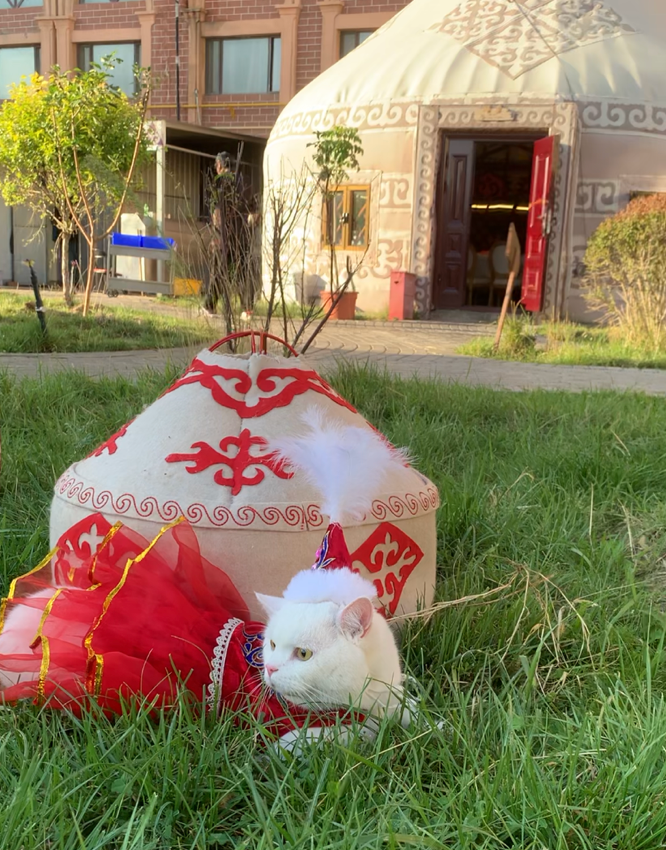 Pet Yurt