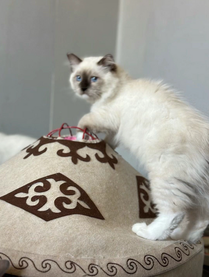 Pet Yurt